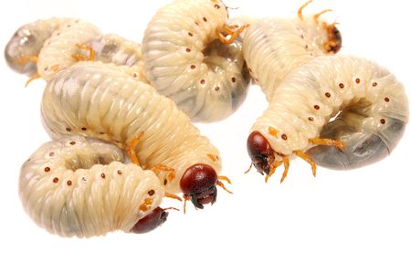 larva magot tedavisi